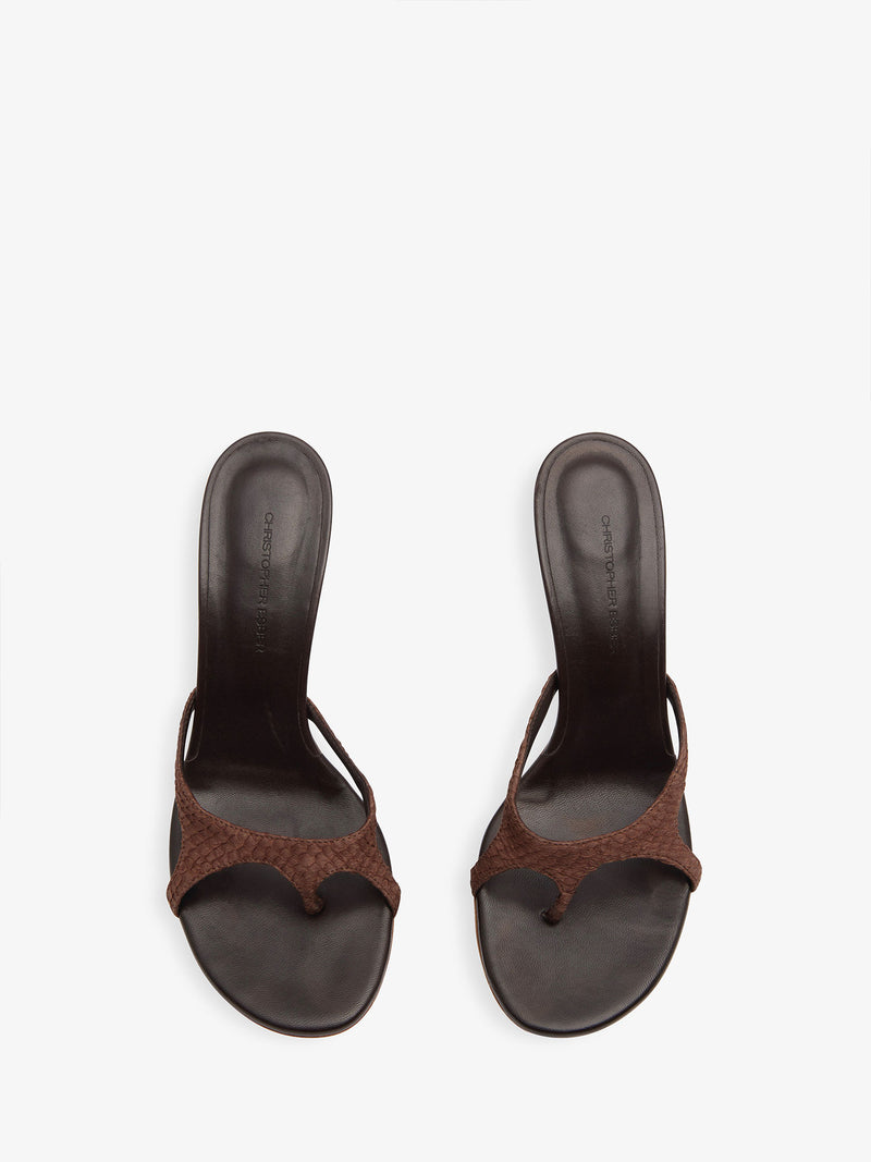 Alocasia Heel - Image 4